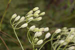 Florida cacalia